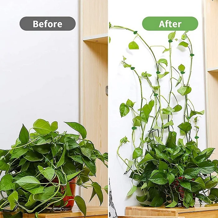 10 Pcs Leaf Shape Climbing Plant, Wall Vine Climbing Plant Support Hook Self-Adhesive Vines Traction Clips Leaf Shape Plant Fixer, Wire Fixing Cable Organizer with Adhesive Sticker - Image 7