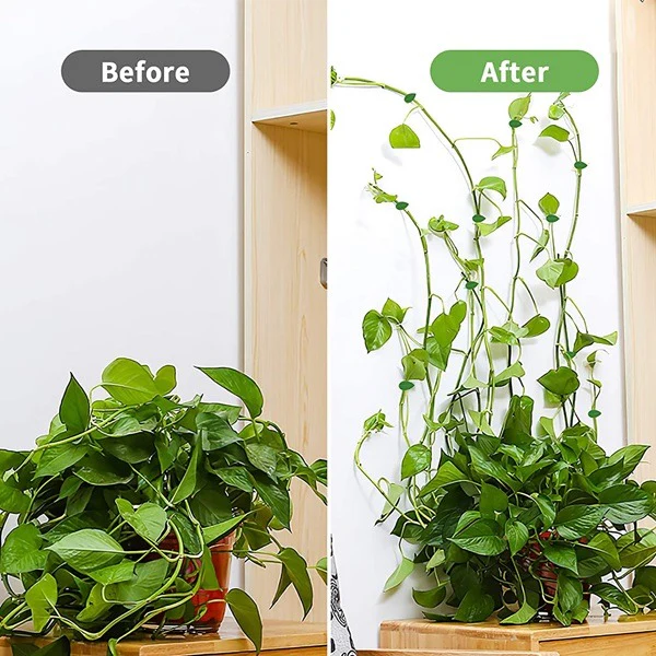 Leaf Shape Plant Climbing Wall Fixture Clips – Green Adhesive Vine Fixing Clips for Indoor & Outdoor Plants (Pack of 20) - Image 3