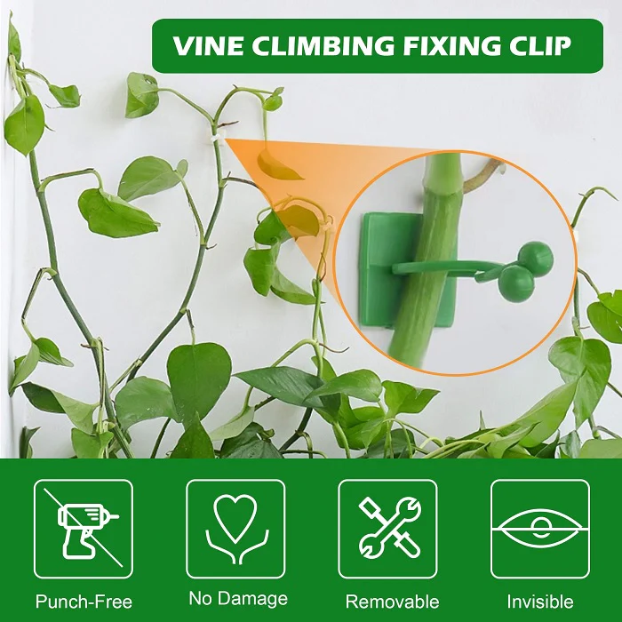30 Pcs Vine Plant Climbing Clips – Large Invisible Wall Hooks for Plant Support & Binding - Image 6