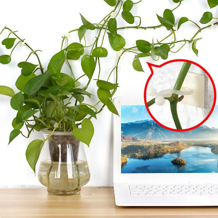 30 Pcs Vine Plant Climbing Clips – Large Invisible Wall Hooks for Plant Support & Binding - Image 8