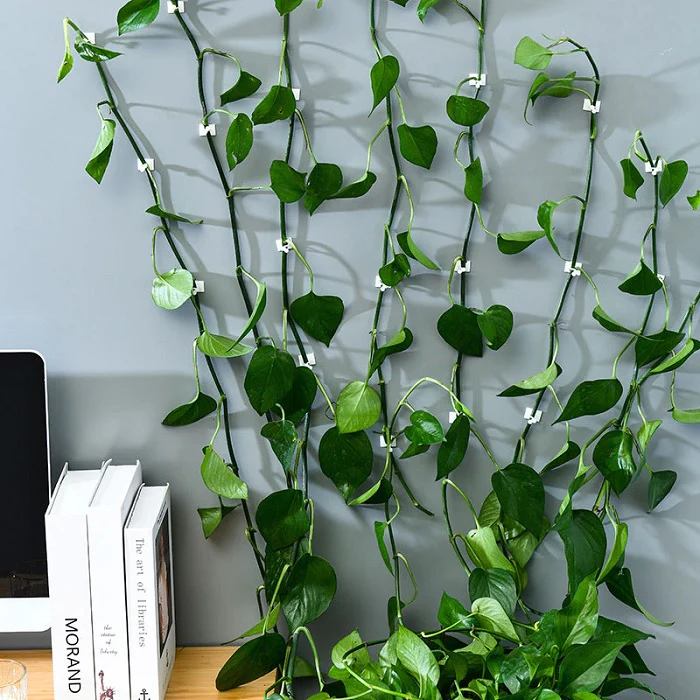 30 Pcs Vine Plant Climbing Clips – Large Invisible Wall Hooks for Plant Support & Binding - Image 9